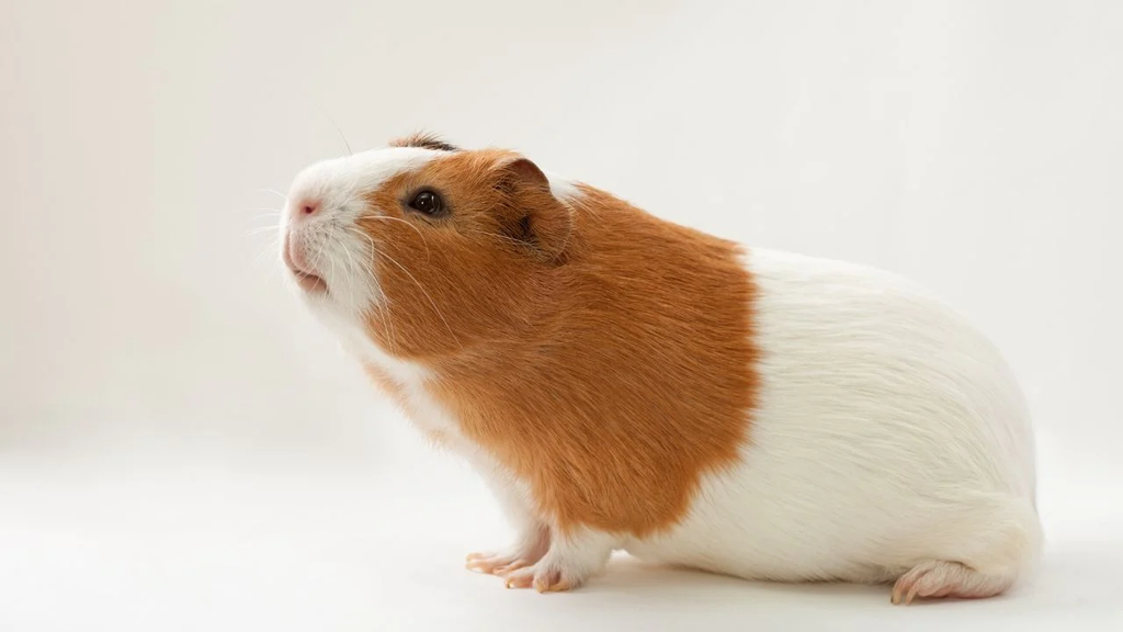Best 5 Ways to Raise New Zealand Red Rabbit in 2025