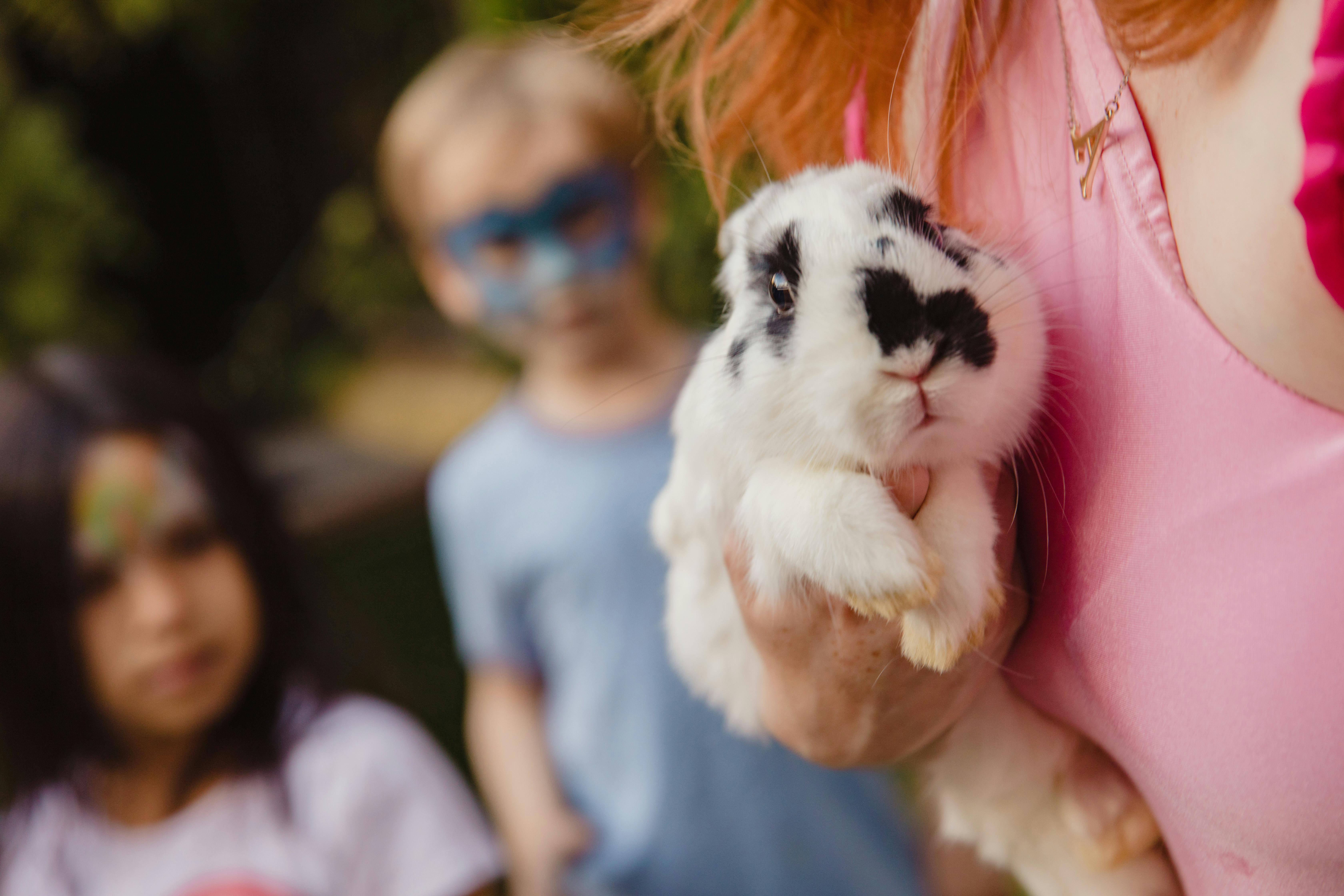 Discover the Best 5 DND Rabbit Race Options for Exciting Gameplay in 2025