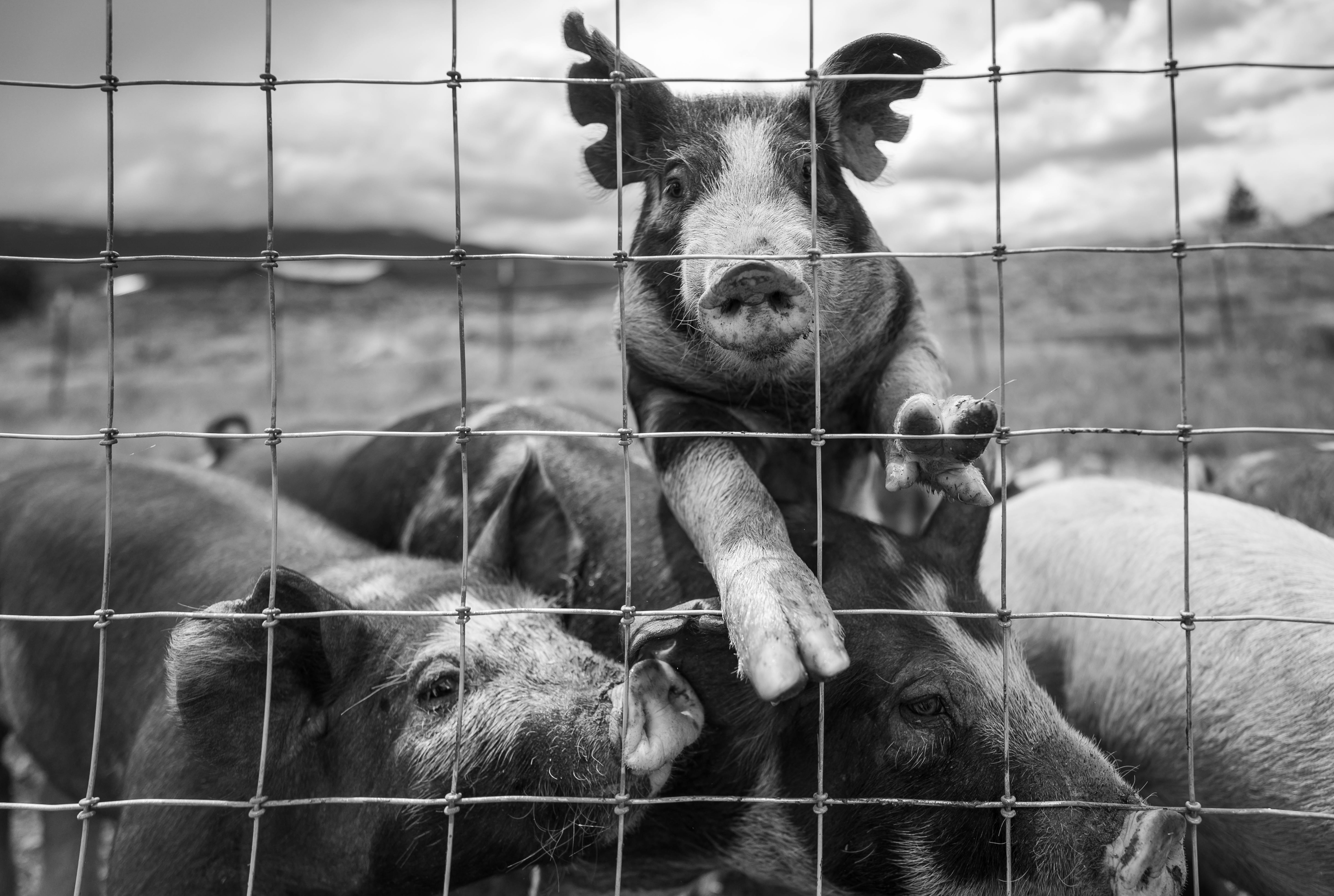 Effective Ways to Optimize Your Black Rabbit Project in 2025