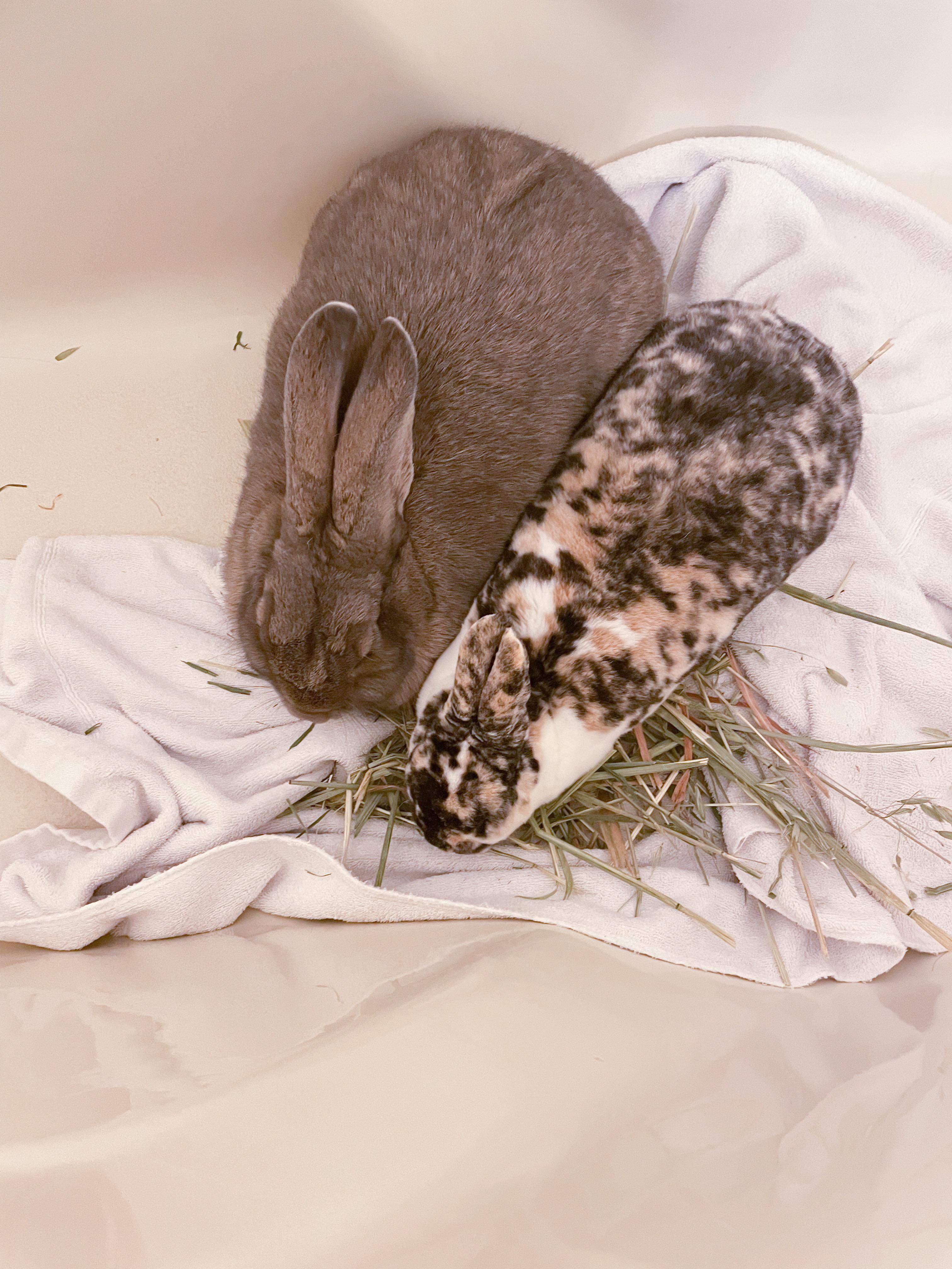 Flemish Giant Rabbit