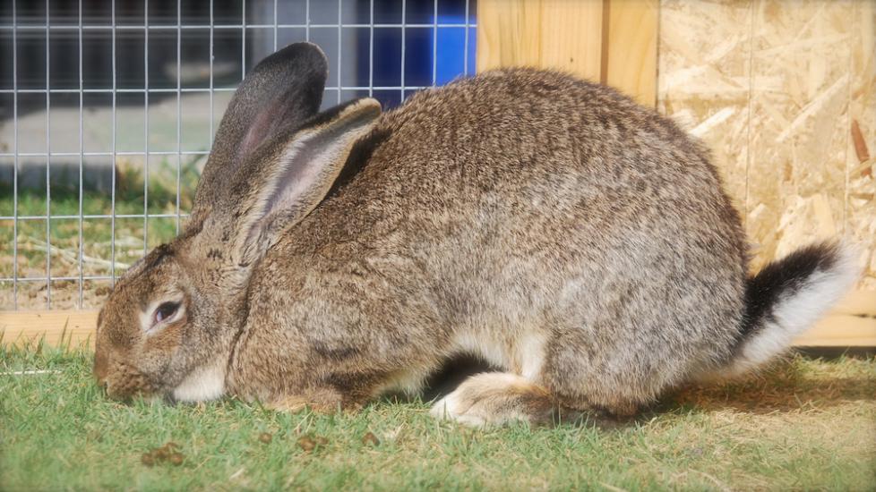 Giant Flemish Rabbit in nature