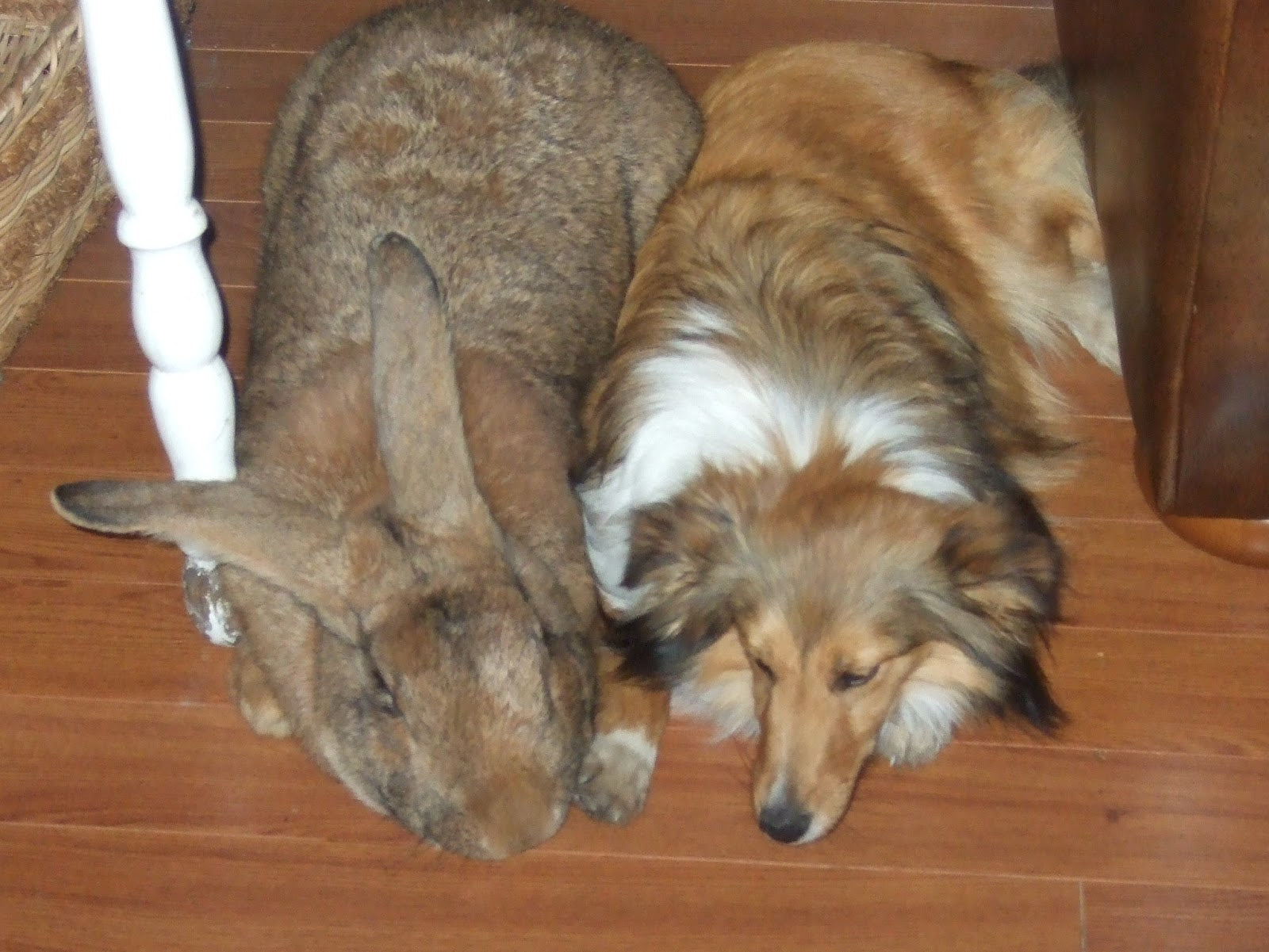 A cute Giant Flemish Rabbit