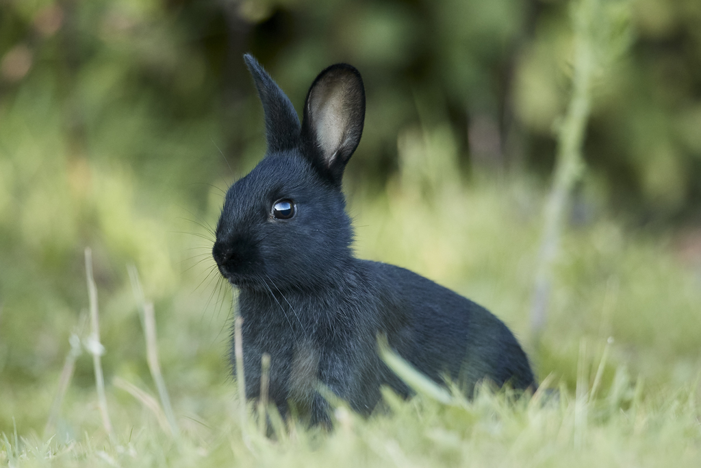 Black Rabbit Netflix