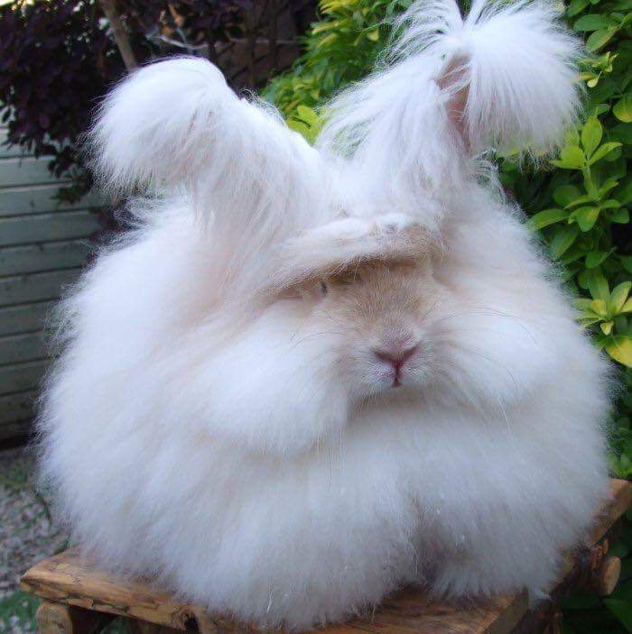 English Angora Rabbit