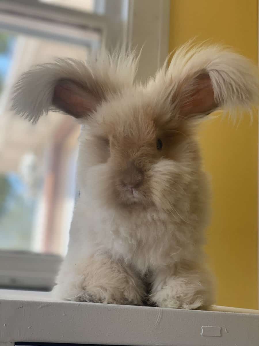 Caring for English Angora Rabbit