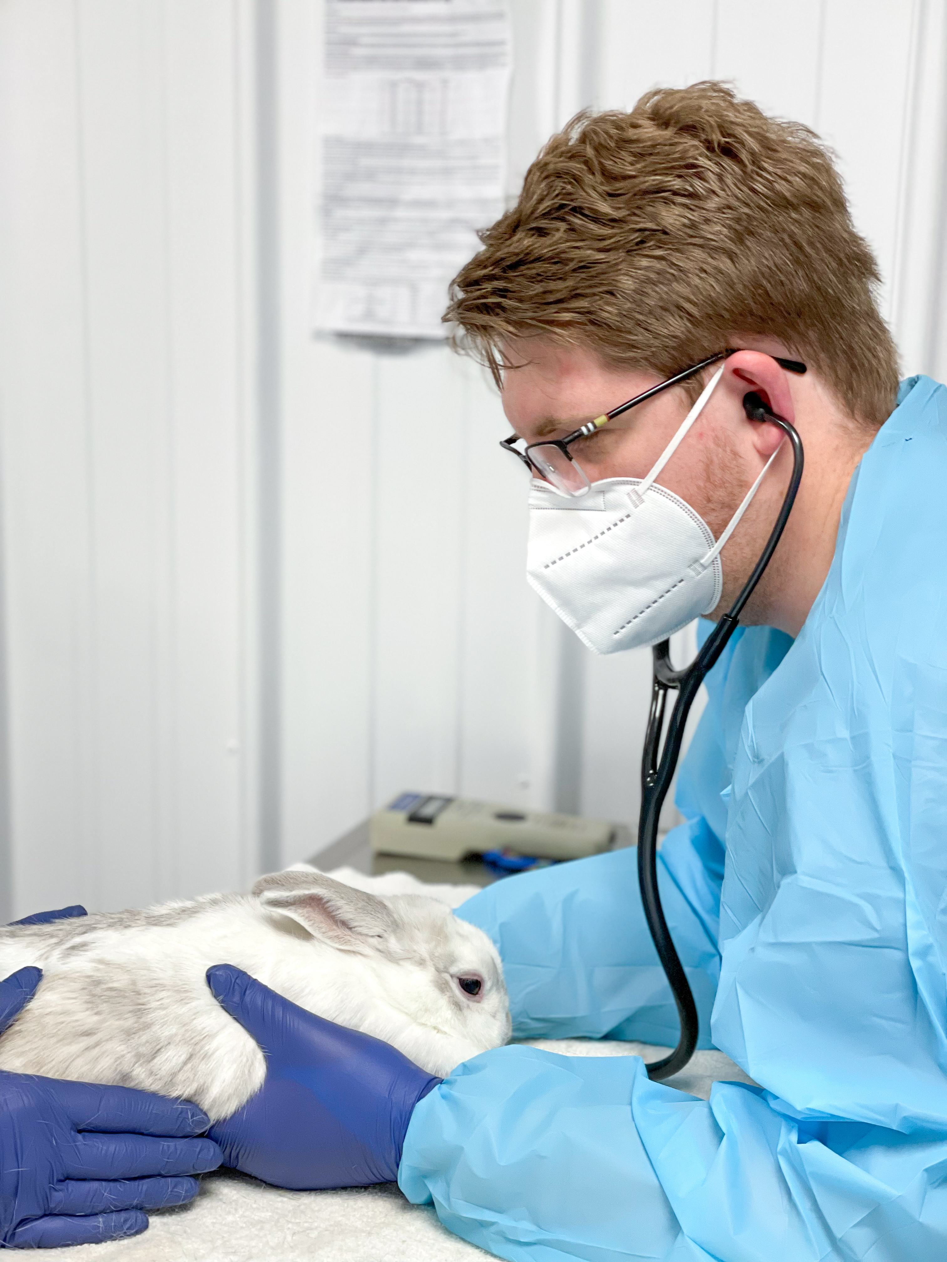 Rabbit Veterinary Care