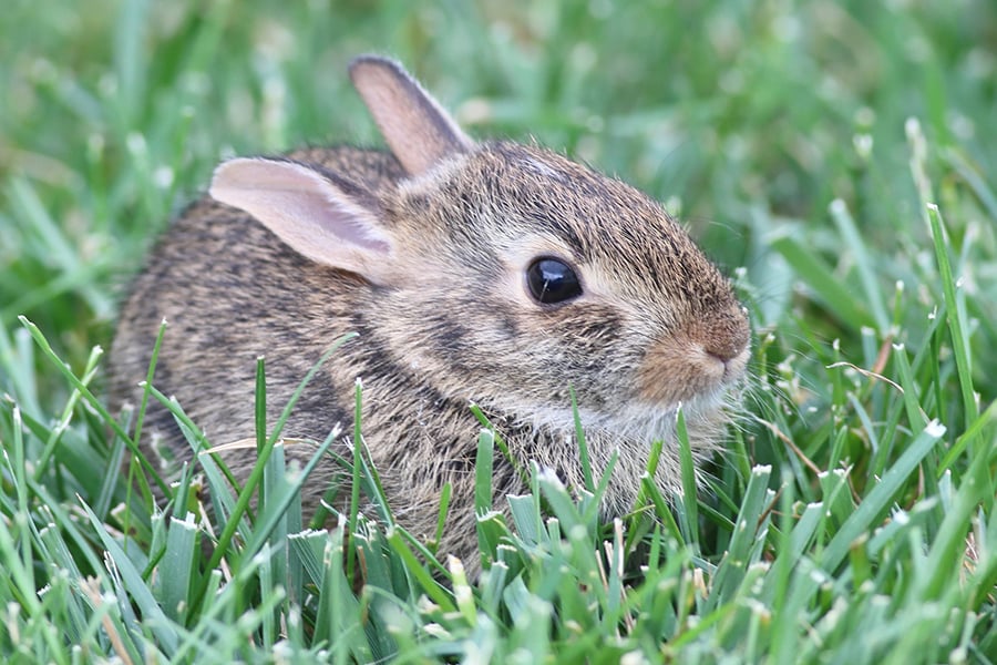 Baby Cottontail Rabbit