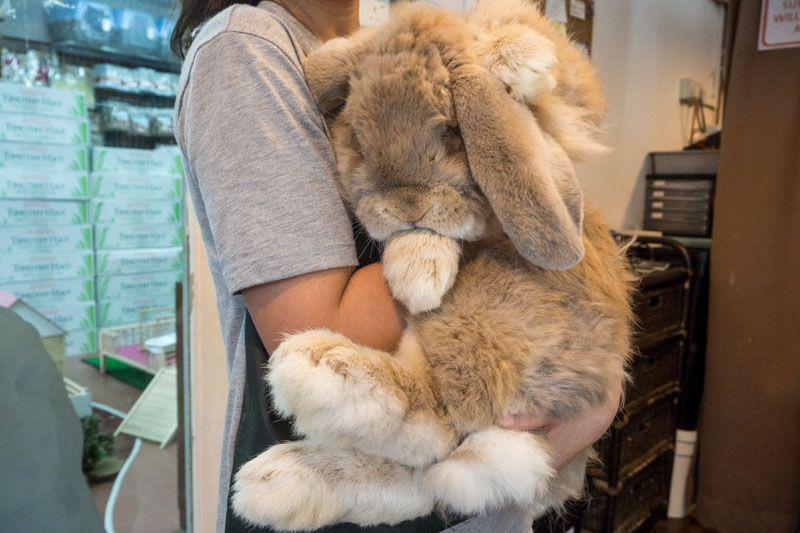 Happy French Lop Rabbit