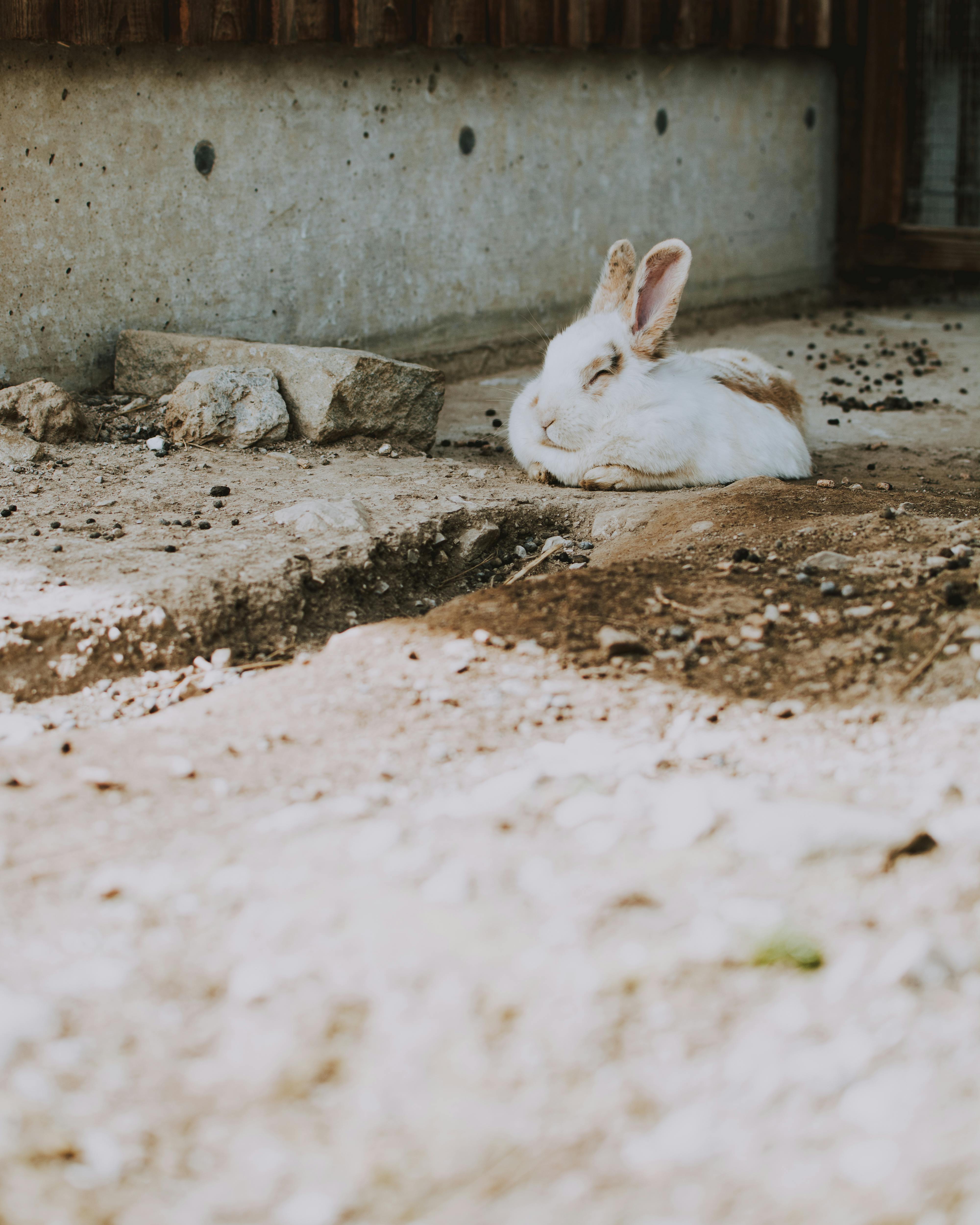 Elegant Rabbit Fur Coat