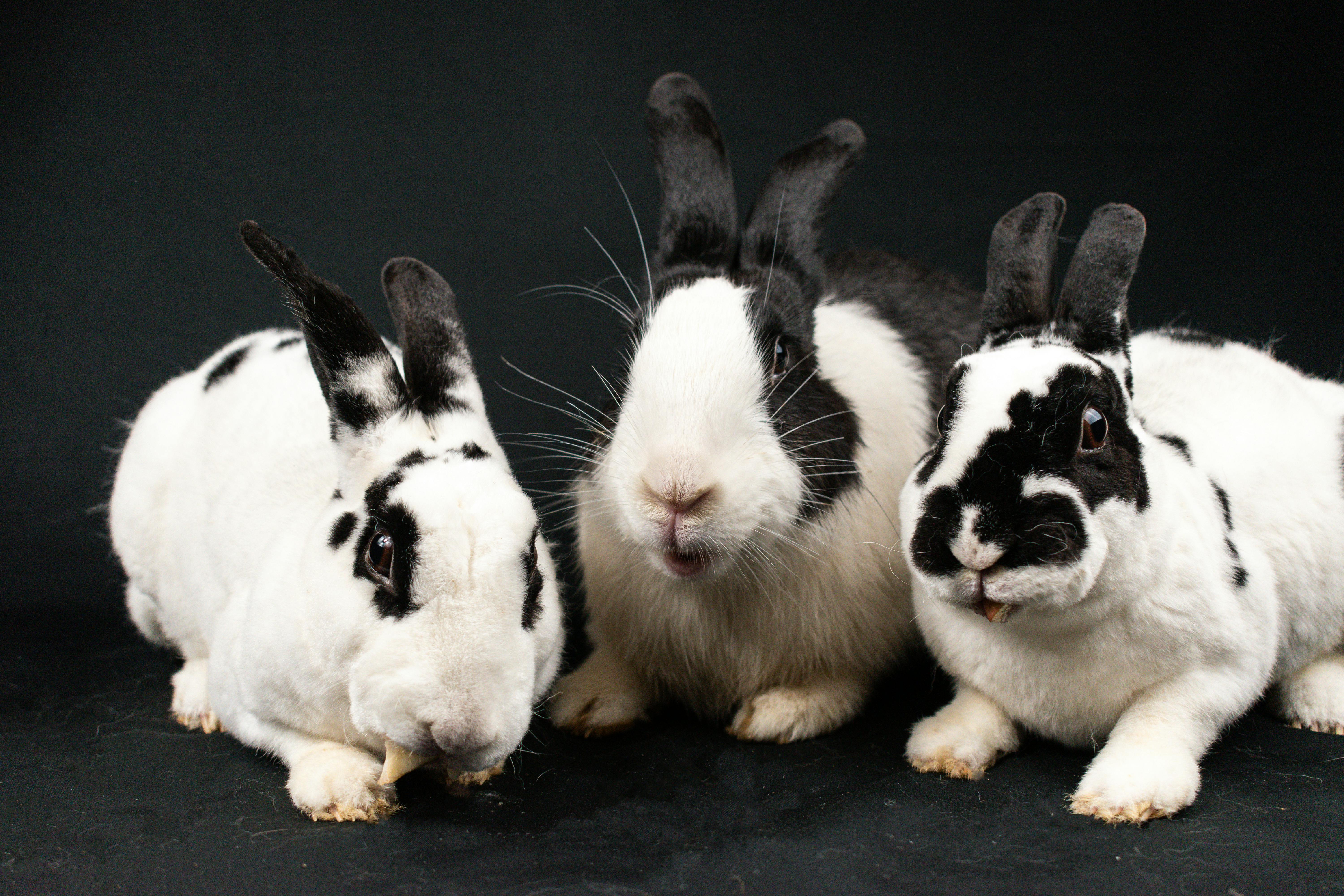 Friendly black and white bunny