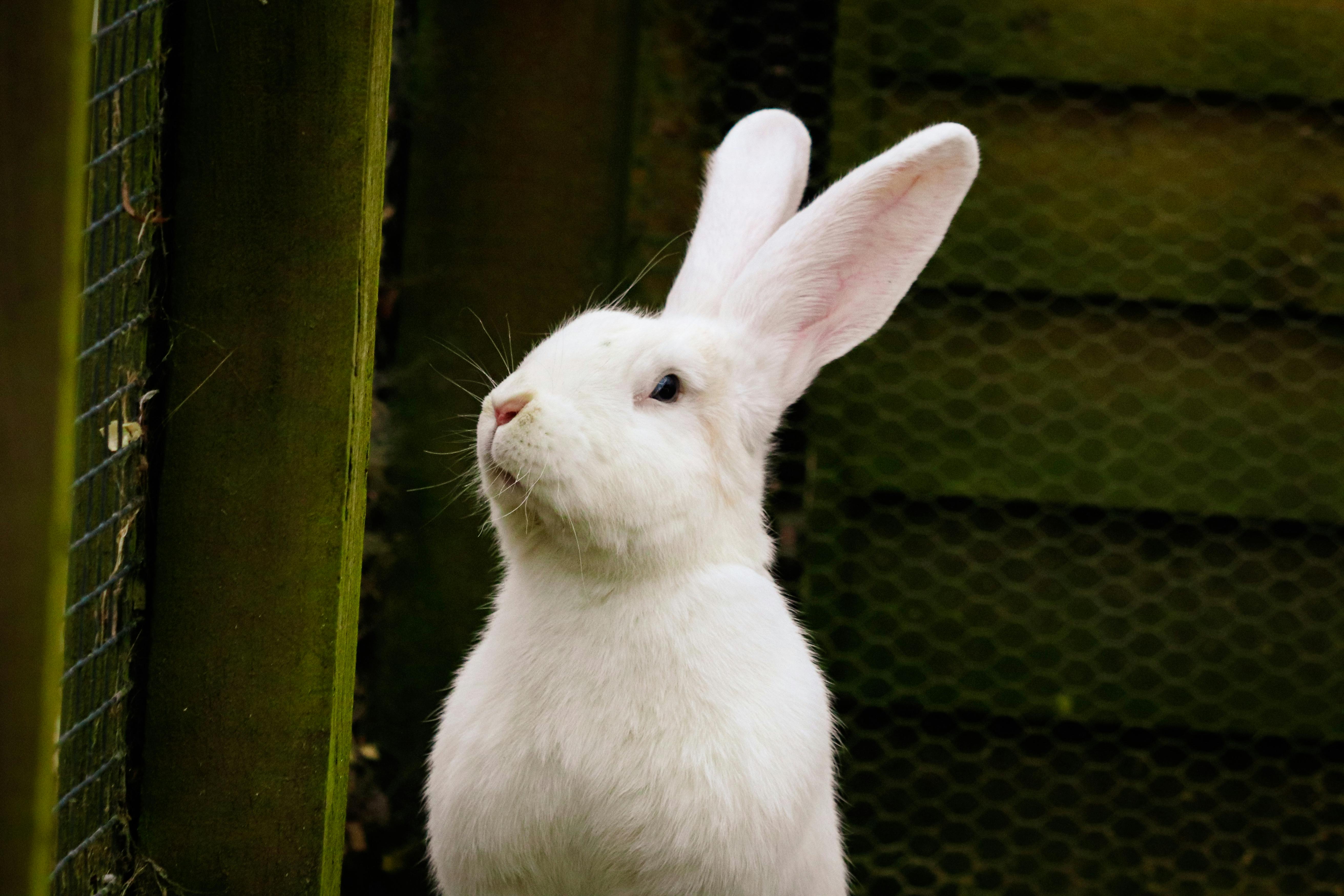 Flemish Giant Rabbit