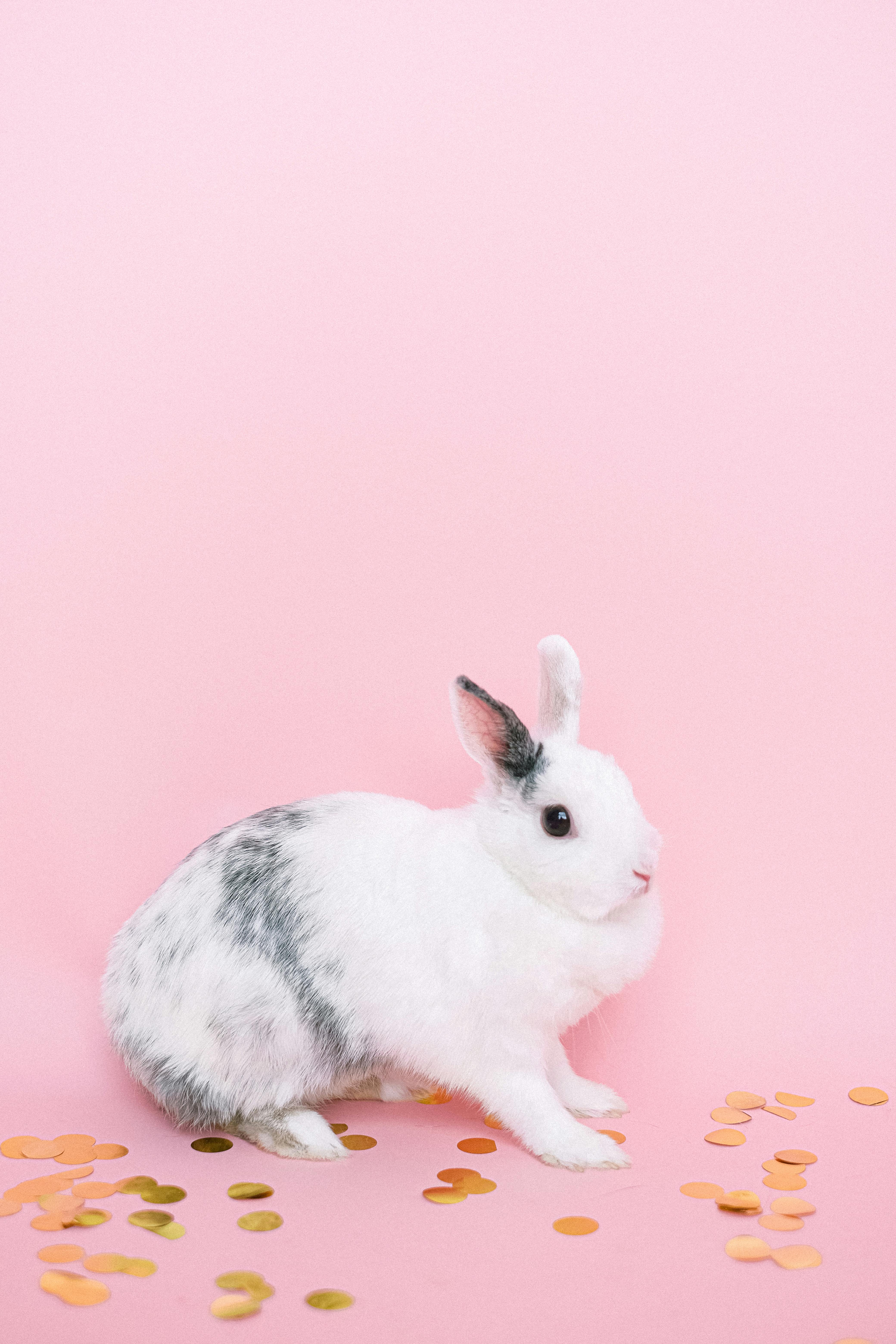 Indoor Rabbit Cage