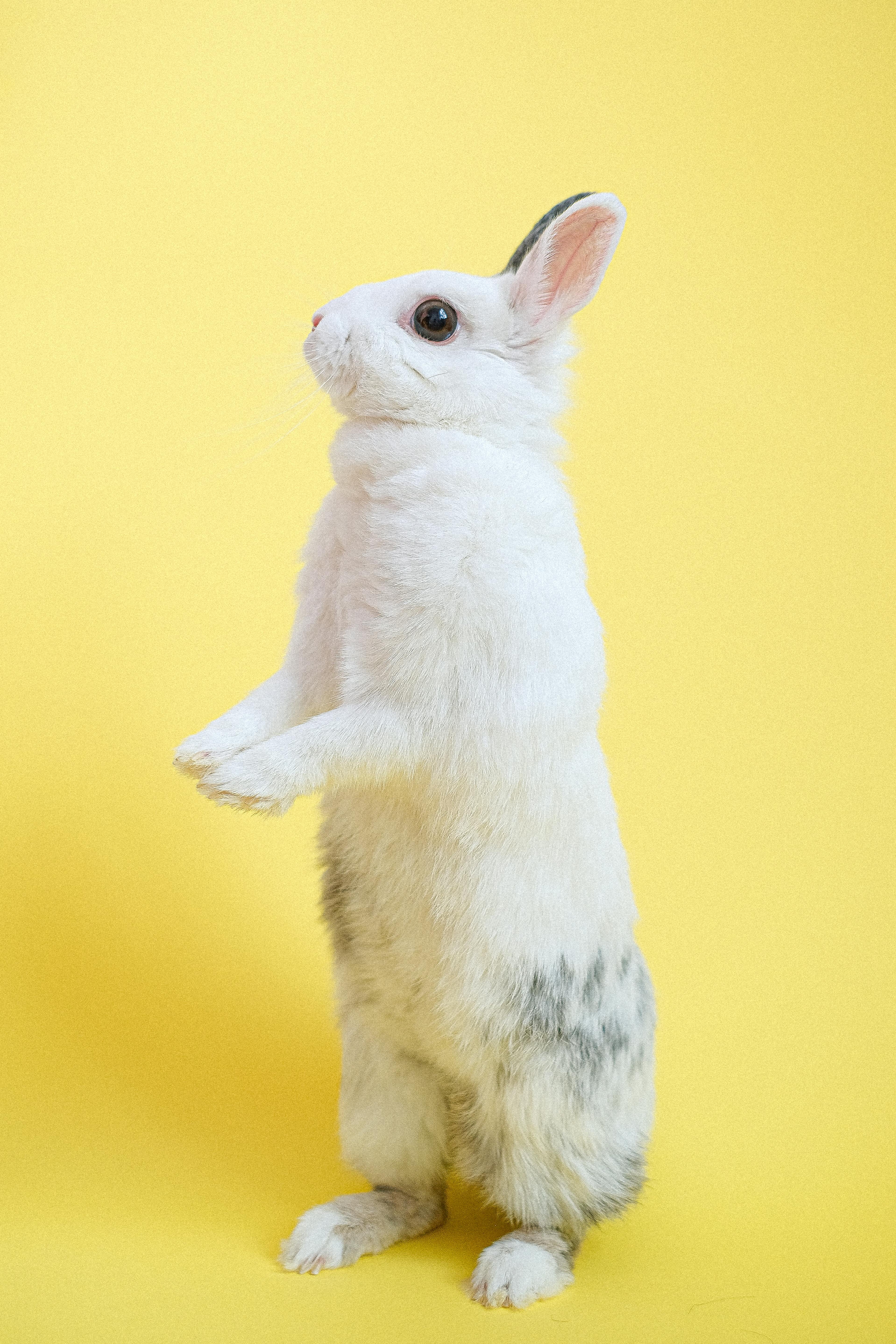 Dwarf Hotot Rabbit