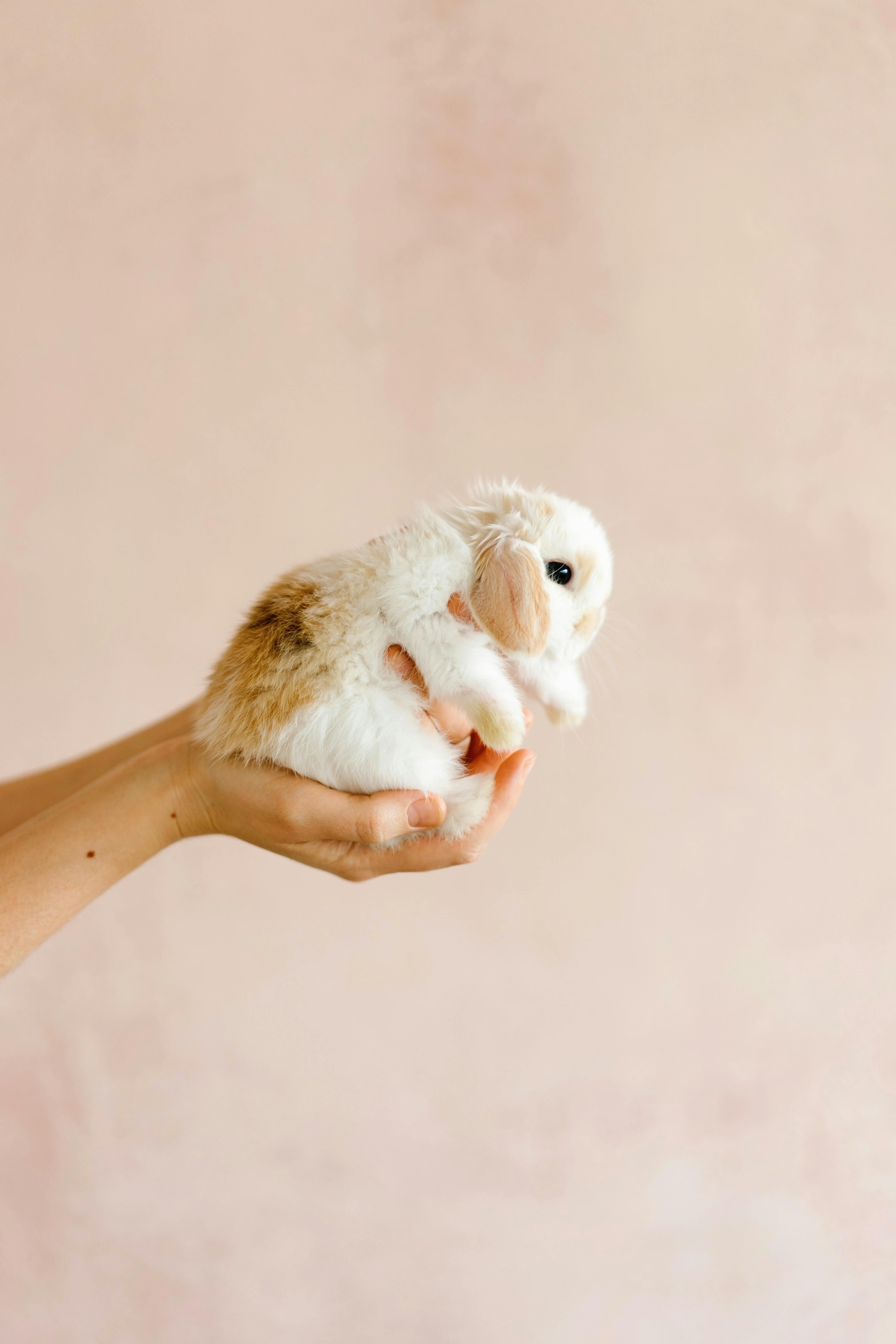 Happy pet rabbit in habitat