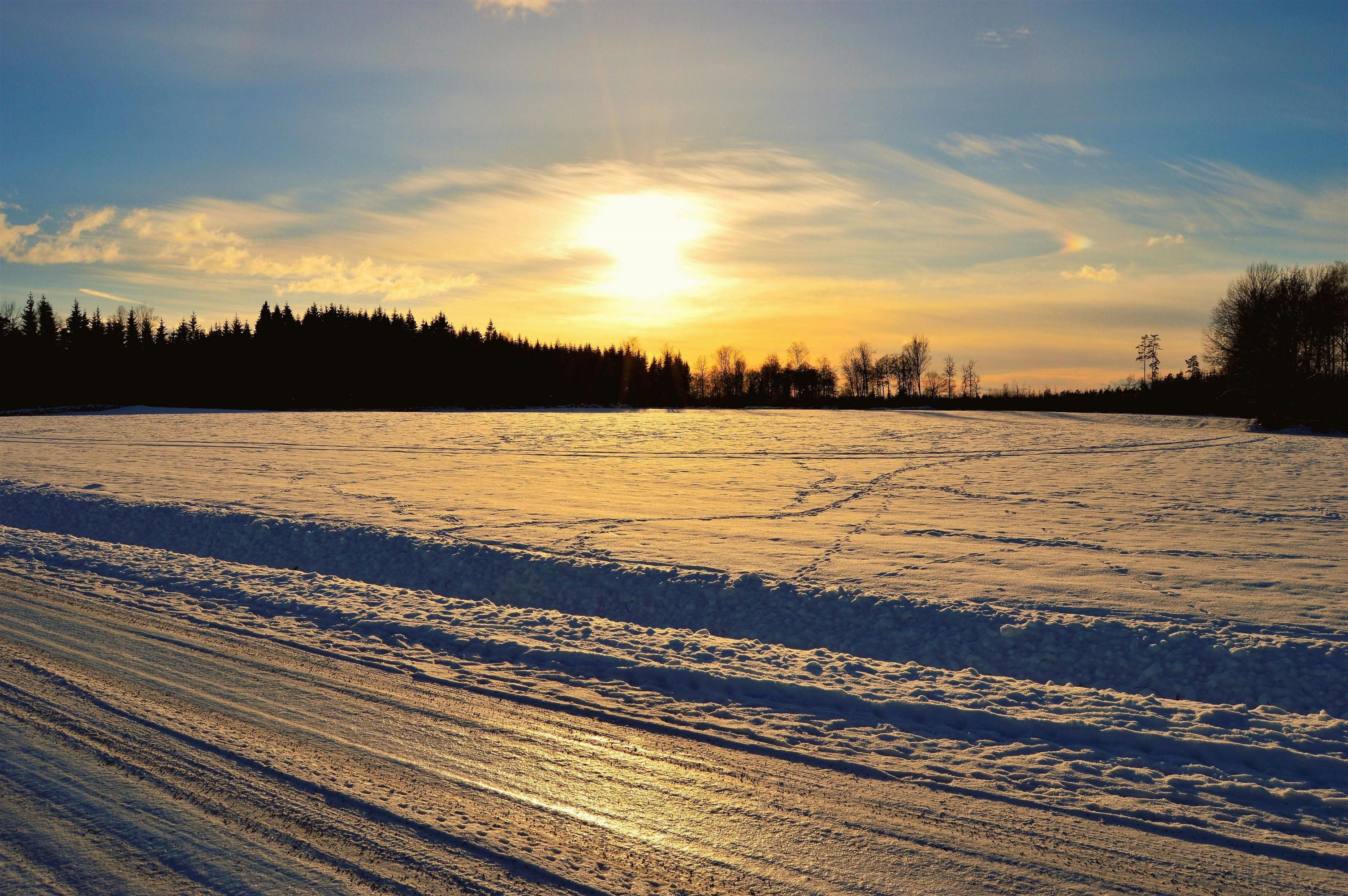 Rabbit Tracks in Snow