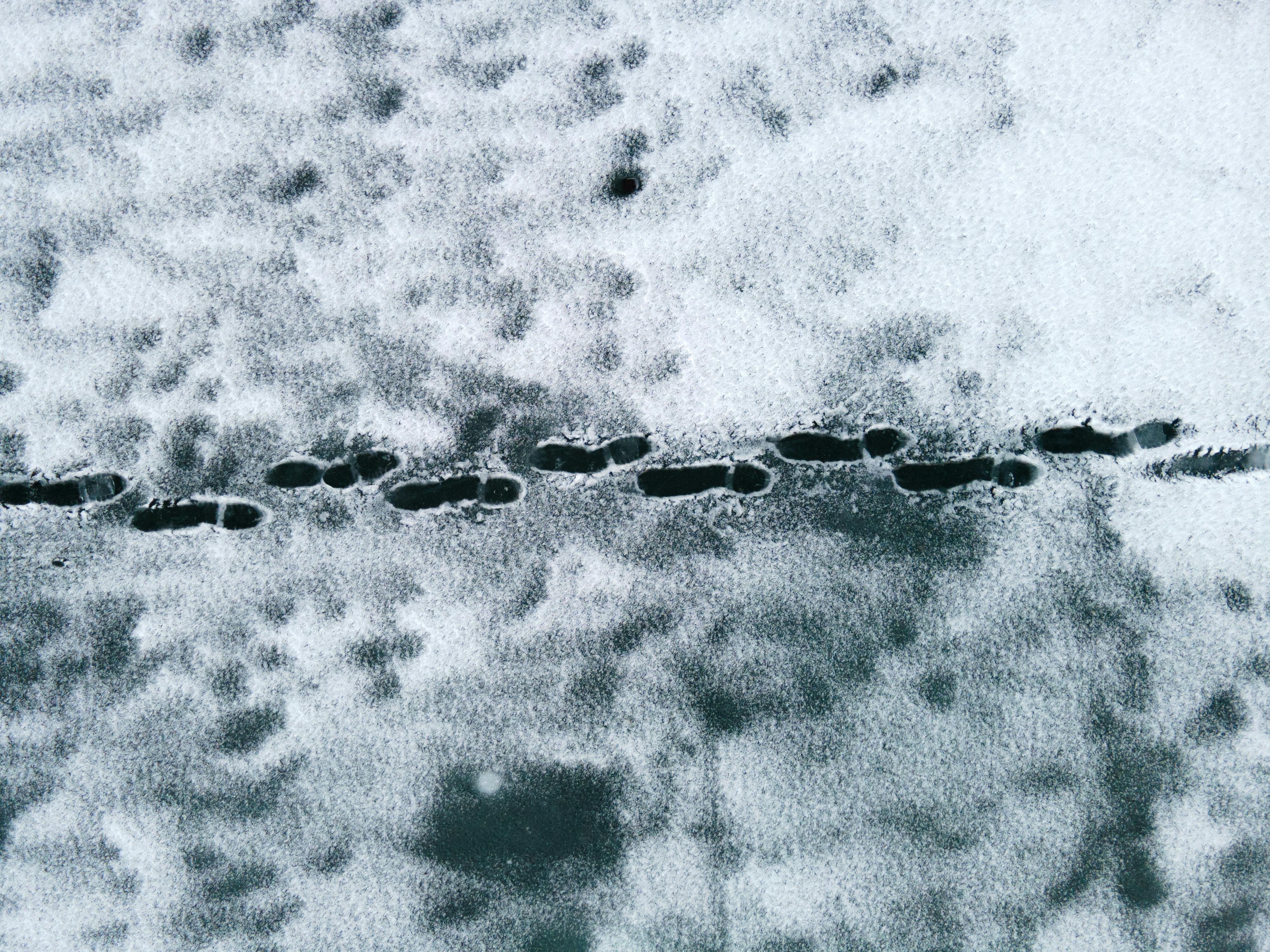 Rabbit Prints in Snow