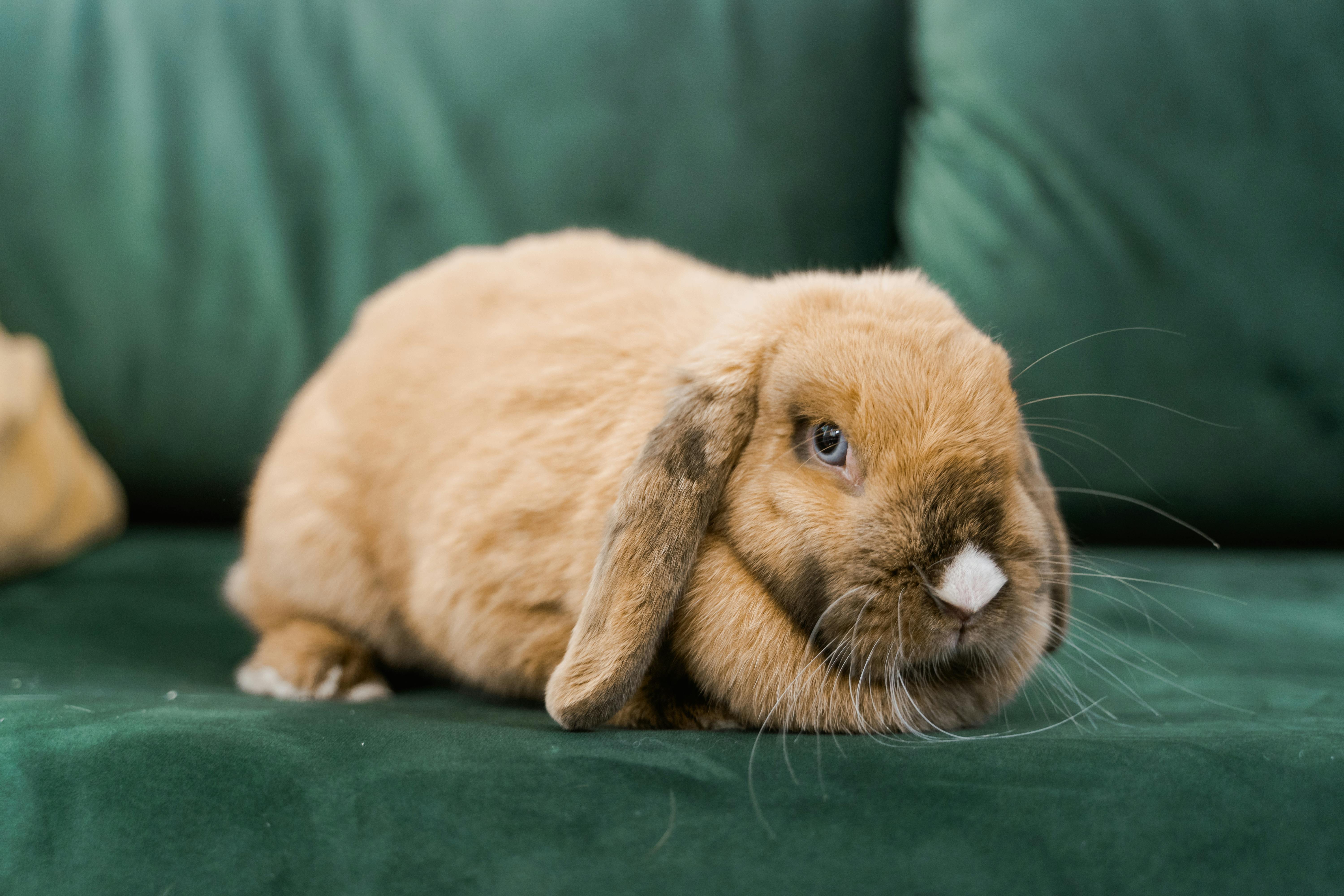 Indoor Rabbit Cage