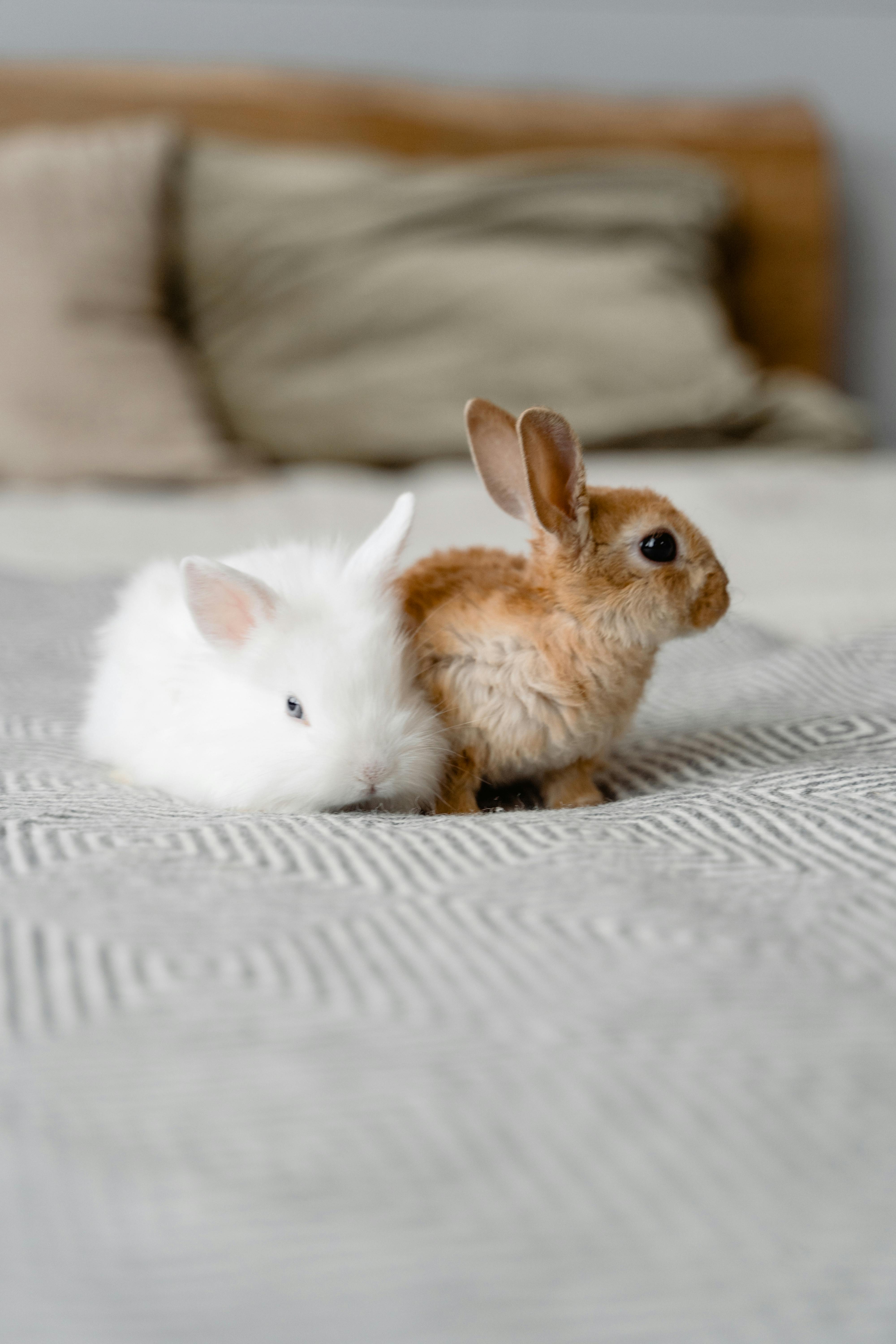 Roller Rabbit Bedding