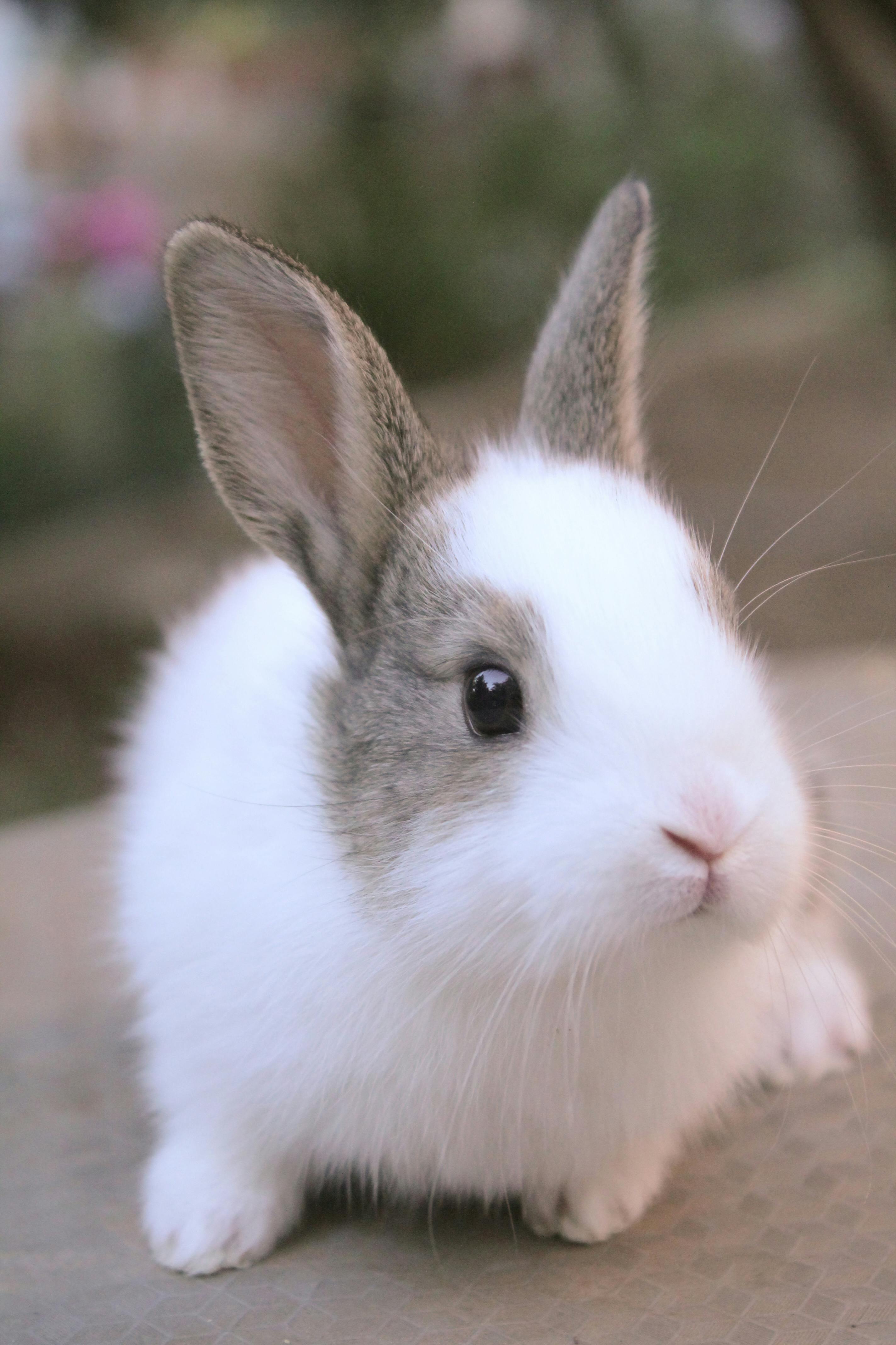 Rebel Rabbit Seltzer