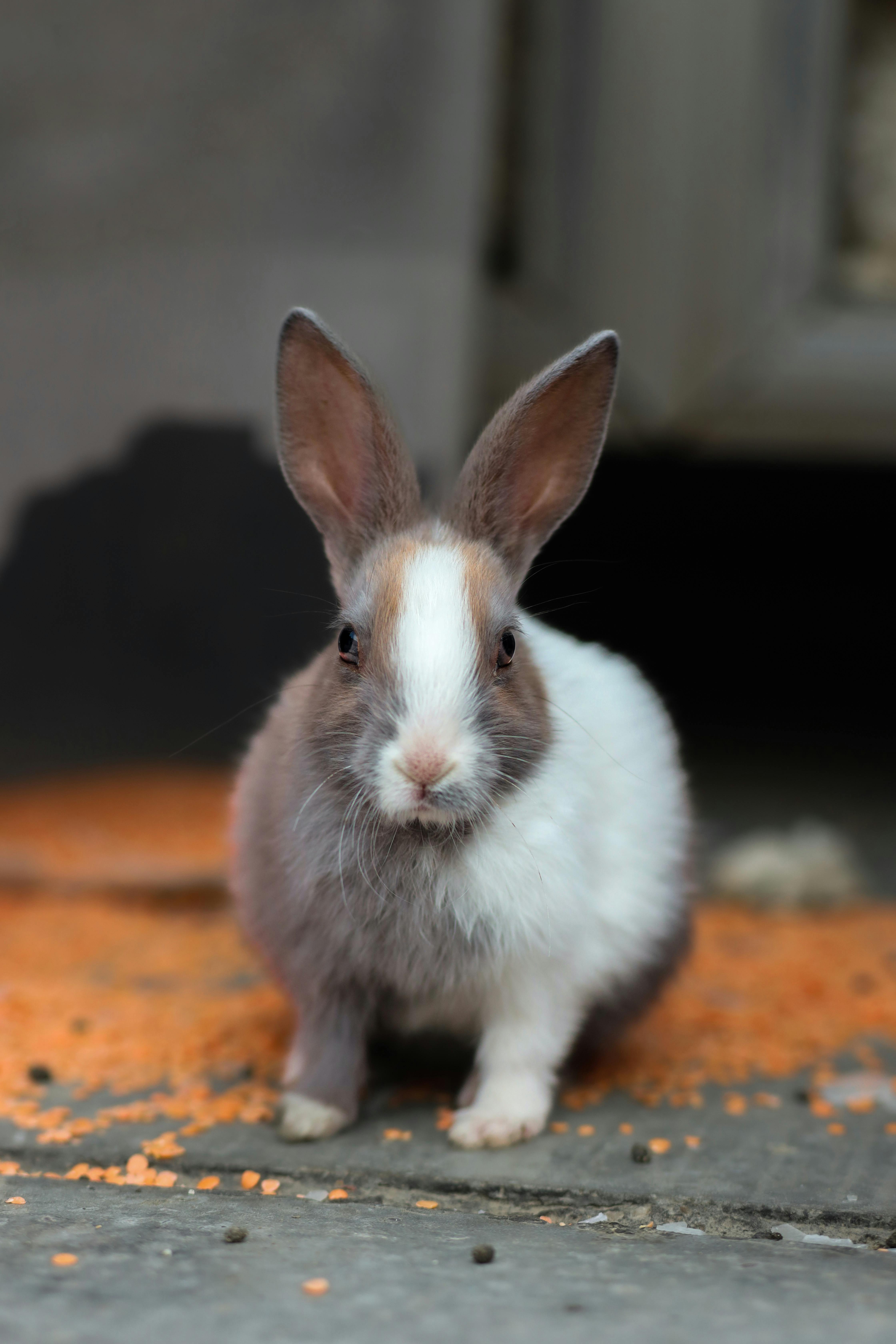 Cute Small Rabbit Breeds